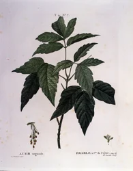 Botanisk: Ahorngren. Tallerken taget fra "" Nouveau Duhamel du Monceau eller godbidder behandler træer og buske dyrket i Frankrig"" Akvarel af Pierre Joseph Redoute (1759-1840) 1819
