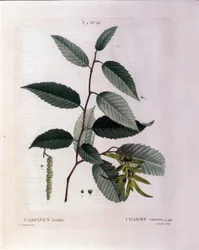 Botanisk: gren af charme. Tallerken taget fra "" Nouveau Duhamel du Monceau eller godbidder behandler træer og buske dyrket i Frankrig"" Akvarel af Pierre Joseph Redoute (1759-1840) 1819