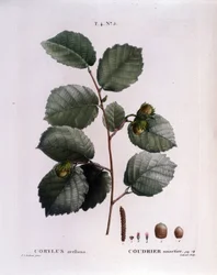 Botanisk: hasselnøddegren. Tallerken taget fra "" Nouveau Duhamel du Monceau eller godbidder behandler træer og buske dyrket i Frankrig"" Akvarel af Pierre Joseph Redoute (1759-1840) 1819