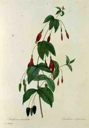 Fuchsia coccinea, fra 