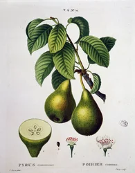 Poirier - i "" New Duhamel du Monceau eller afhandling om træer og buske, der dyrker i Frankrig"", figurer ifølge tegningerne af P.J. Redoute og P. Bessa, Paris