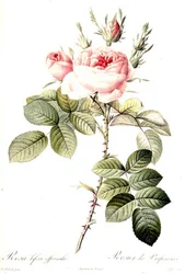 Rosa Bifera Officinalis, graveret af Langlois, udgivet af Remond (farvet gravering)