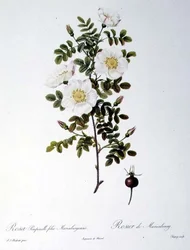 Rosa Pimpinellifolia Mariaeburgensis, graveret af Chapuy, fra 