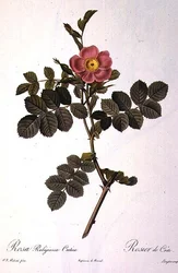 Rosa Rubiginosa Cretica, graveret af Langlois, fra 