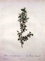 Rosa pimpinelli folia pumila (dværg skotsk rose), graveret af Chapuy, fra 