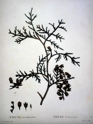 Thuya occidentalis eller amerikansk Thuya - i "" New Duhamel du Monceau eller afhandling om træer og skov, der kulturer i Frankrig"", figurer ifølge tegninger af P.J. Redoute og P. Bessa