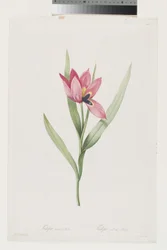 Tulipan Oeil De Soleil
