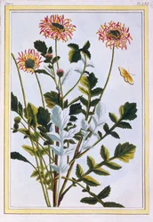 Etiopisk Arctotis African Daisy, pub. 1776.
