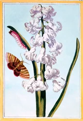 Hyacinth, pub. 1776.