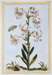 Le Martagan Blanc,  pub. 1776.