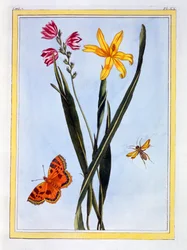 Sydamerikanske Ixia, pub. 1776.