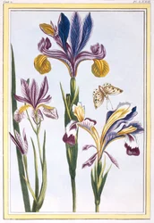 Broget Iris, pub. 1776.