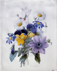 En buket blomster: klematit, tanke, tusindfryd og cyclamen. Akvarel af Pierre Joseph Redoute (1759-1840) 1800-tallet søn. 0,19x0,18 m. Paris, Louvre-museet