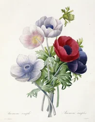 Single Anemone, fra "Valg af de smukkeste blomster og smukkeste frugter" af Pierre Joseph Redoute, 1829