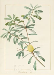 Banksia Marcescens, 1813 (wc og kropsfarve over grafit på vellum)