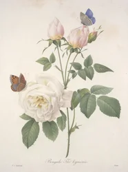 Bengalsk te, fra Udvalg af de smukkeste blomster og frugter, 1827