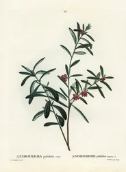 Moserosmarin, Andromeda polifolia. Håndfarvet stipplegravering af efter en illustration af Pierre-Joseph Redoute fra Henri Louis Duhamel du Monceaus Treat des Arbres et Shrustes, Paris
