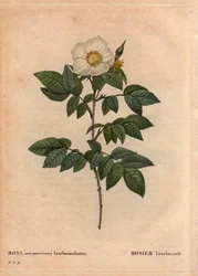 Botanisk bord, blomst, rosesort: Leschenault-rosen (Rosa sempervirens Leschenaultiana). Opdaget af Monsieur Leschenault på Nilgiri (eller Nilagiri eller Nilgiris), også kaldet Blue Mountains of India. I Tamil Nadu-regionen før 1824. I "" L