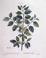 Havtorn (Rhamnus catharticus), Henry Louis Duhamel du Monceau, botanisk plade af Pierre Joseph Redouté