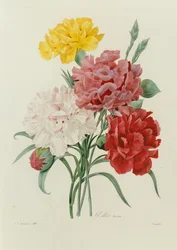 Nelliker, fra "Udvalg af de smukkeste blomster", c.1833