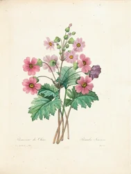 Kinesisk Primrose, graveret af Bessin, fra 