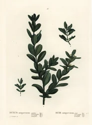 Almindelig kasse, europæisk boks eller buksbom, Buxus sempervirens (gigantea, heterophylla og leptophylla). Håndfarvet stiplet gravering efter en illustration af Pierre-Joseph Redoute fra Henri Louis Duhamel du Monceaus Treat des Arbres et Shrustes, Paris
