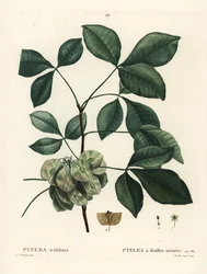 Almindelig humletræ, stinkende ask eller oblataske, Ptelea trifoliata. Håndfarvet stipplegravering af Mixelle l