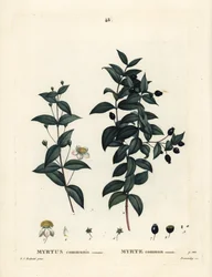 Almindelig myrte, Myrtus communis. Håndfarvet prikkegravering af Demachy efter en illustration af Pierre-Joseph Redoute fra Henri Louis Duhamel du Moncels Treat des Arbres et Shrustes, Paris