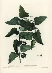 Almindelig smilax, ru bindweed, sarsaparilla eller middelhavssmilax, Smilax aspera (Smilax excelsa). Håndfarvet prikkegravering af Mixelle l