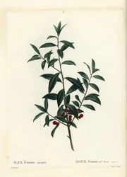 Dahoon kristtorn eller cassina, Ilex cassine. Håndfarvet prikkegravering af Coqueret efter en illustration af Pierre-Joseph Redoute fra Henri Louis Duhamel du Moncels Treat des Arbres et Shrustes, Paris