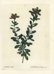 Daphne sericea (Daphne collina). Håndfarvet stipplegravering af efter en illustration af Pierre-Joseph Redoute fra Henri Louis Duhamel du Monceaus Treat des Arbres et Shrustes, Paris
