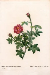Fra den lyserøde pil, Rosa centifolia var. muscosa, La Mousseuse de la Fleche. Håndfarvet stiplet kobberstik fra Pierre Joseph Redoutes ""Les Roses,"" Paris