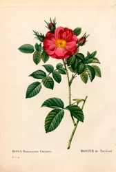Hertuginde af Portland rose, Rosa portlandica, Portland rose. Håndfarvet stiplet kobberstik fra Pierre Joseph Redoutes "" Les Roses,"" Paris