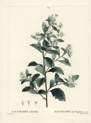 Østlig baccharis, jordselbusk, havmyrte eller saltbusk, Baccharis halimifolia. Håndfarvet stipplegravering af Miss Brenet efter en illustration af Pierre-Joseph Redoute fra Henri Louis Duhamel du Moncels Treat des Arbres et Shrustes, Paris