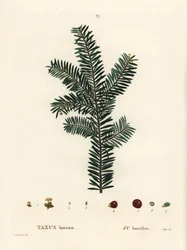 Engelsk taks eller europæisk taks, Taxus baccata. Håndfarvet stiplet gravering efter en illustration af Pierre-Joseph Redoute fra Henri Louis Duhamel du Monceaus Treat des Arbres et Shrustes, Paris