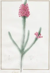 Erica Fulgida, 1813.