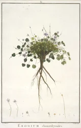 Erodium chamaedryoides, fra Geraniologi, eller fra historien om Erodius, Pelargonii, Monsonia og Grieli, illustreret med ikoner, 1787-88 (håndfarvet gravering)