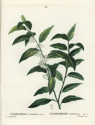Fetterbush, Andromeda acuminata. Håndfarvet stipplegravering af Miss Brenet efter en illustration af Pierre-Joseph Redoute fra Henri Louis Duhamel du Moncels Treat des Arbres et Shrustes, Paris