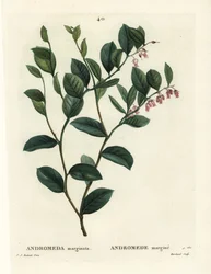 Fetterbush, Andromeda marginata. Håndfarvet stipple-gravering af J. Marchand efter en illustration af Pierre-Joseph Redoute fra Henri Louis Duhamel du Moncels Treat des Arbres et Shrustes, Paris