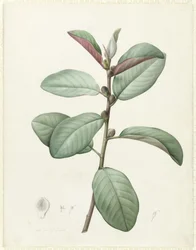Ficus Rubiginosa (wc og kropsfarve over grafit på vellum)