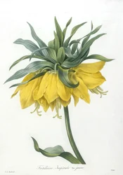 Fritillary, Imperiale gul sort, fra Valg af de smukkeste blomster og smukkeste frugter, 1827 (håndfarvet stiplet gravering)