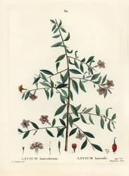 Gojibær eller kinesisk ulvebær, Lycium barbarum (Lycium lanceolatum). Håndfarvet prikkegravering af Du Ruisseau efter en illustration af Pierre-Joseph Redoute fra Henri Louis Duhamel du Moncels Treat des Arbres et Shrustes, Paris