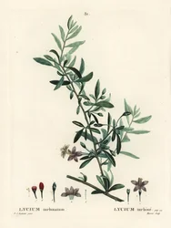 Gojibær eller kinesisk ulvebær, Lycium barbarum (Lycium turbinatum). Håndfarvet stipplegravering af Moret efter en illustration af Pierre-Joseph Redoute fra Henri Louis Duhamel du Moncels Treat des Arbres et Shrustes, Paris