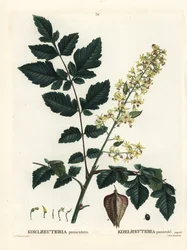 Goldenrain træ, Indiens stolthed, Kina træ eller lak træ, Koelreuteria paniculata. Håndfarvet stipplegravering af efter en illustration af Pierre-Joseph Redoute fra Henri Louis Duhamel du Monceaus Treat des Arbres et Shrustes, Paris