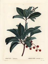Græsk jordbærtræ, Arbutus andrachne. Håndfarvet stipplegravering af Moret efter en illustration af Pierre-Joseph Redoute fra Henri Louis Duhamel du Moncels Treat des Arbres et Shrustes, Paris