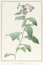 Heliotropium Corymbosurn, 1812 (wc og kropsfarve over grafit på vellum)