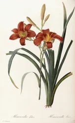Hemerocallis Fulva - Hemerocallis Fauve