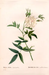 Hampbladet hvid rose, Rosa alba var. cannabifolia, hvid rose med hampblade. Håndfarvet stiplet kobberstik fra Pierre Joseph Redoutes "" Les Roses,"" Paris