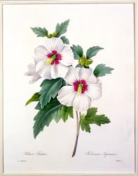 Hibiscus syriacus, graveret af Bessin, fra "Choix des Plus Belles Fleurs", 1827