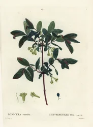 Honningbær, Haskap bær, blåbær kaprifolier eller sødbær kaprifolier, Lonicera caerulea. Håndfarvet stipplegravering af Miss Brenet efter en illustration af Pierre-Joseph Redoute fra Henri Louis Duhamel du Moncels Treat des Arbres et Shrustes